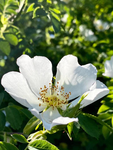 Wildrose