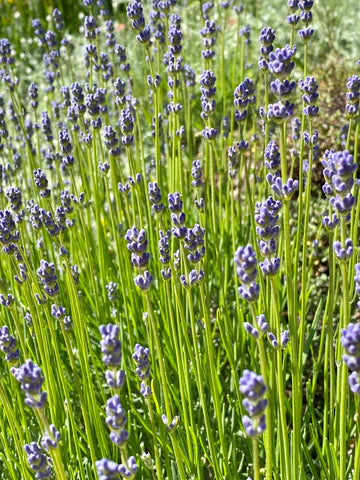 Lavendel