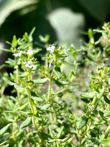 Thymian